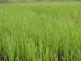 Blur of grass