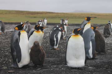 Fototapeta premium Pinguine auf den Falklandinseln