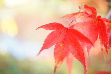 紅葉
