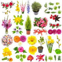 Creative spring nature concept from plants. Collection of flowers, leaves, junipers, pine trees isolated on white background. Flat lay, top view