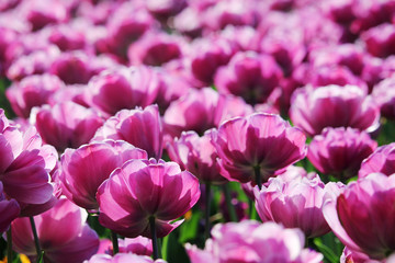 Fototapeta premium Pink tulip field