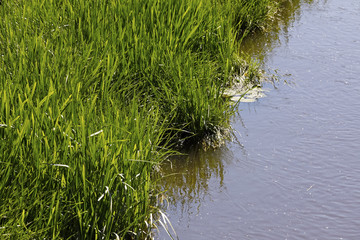 Green grass growing in the wild along the River Parseta