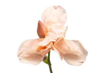 Fototapeta na wymiar Beautiful yellow-pink iris flower isolated on white background. Macro photo. Flat lay, top view