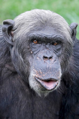 Chimpanzee close-up portrait