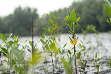 mangrove forest planting