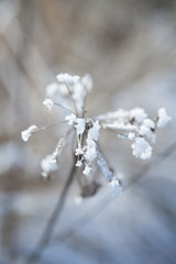 Schneebedeckte Pflanze