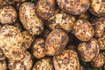 Texture. Homemade potatoes. Harvesting potatoes. Top view. Wallpaper