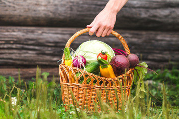 Fresh vegetables in a basket. Harvesting of vegetables. Autumn. Healthy diet.
