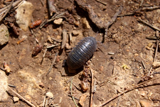 Rollassel