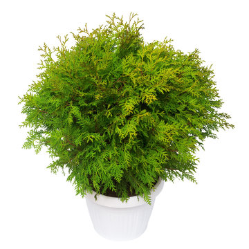 Thuja occidentalis danica isolated on white background. Coniferous trees. Flat lay, top view