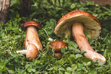 Forest, autumn mushrooms on the grass. Harvesting mushrooms.