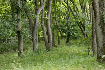 Park area in Kolobrzeg