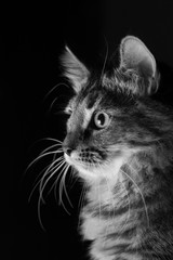 Monochrome Long Haired Tabby Kitten