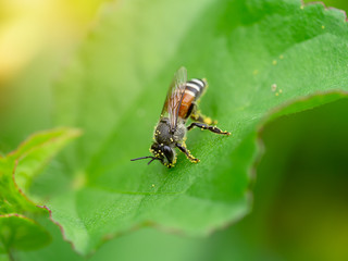 small bee with pollen on the legs