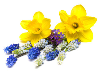 Bouquet yellow daffodil and blue grape hyacinth isolated on white background. Spring concept. Flat lay, top view