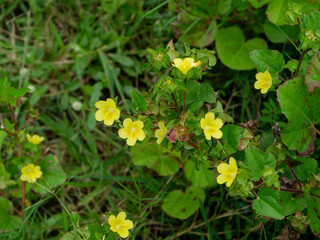 Brazil Jute or Malachra flower