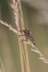 Raubfliege im Gras