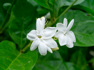 Close up of jasmine flower.