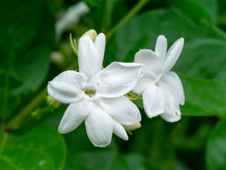 Obraz na płótnie Canvas Close up of jasmine flower.