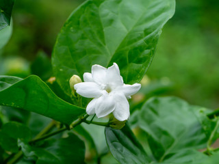 Obraz na płótnie Canvas Close up of jasmine flower.
