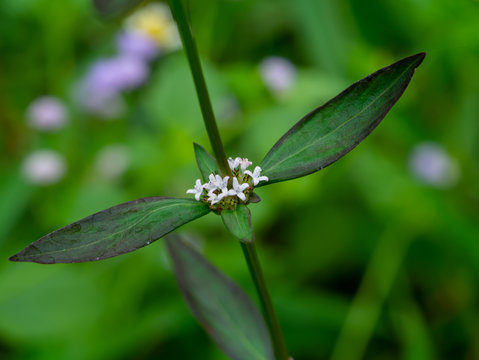 Spermacoce laevis Lamk plant