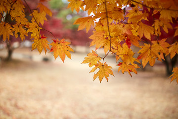 독립기념관의 단풍과 파란하늘