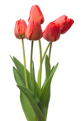 Bouquet red tulips flowers isolated on white background. Still life, wedding. Flat lay, top view