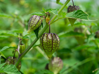 Hogweed or Ground Cherry.