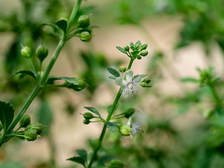 Scoparia dulcis plant