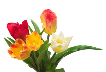 Bouquet of colorful and beautiful tulips flowers isolated on white background. Still life, wedding. Flat lay, top view
