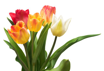 Bouquet of colorful and beautiful tulips flowers isolated on white background. Still life, wedding. Flat lay, top view
