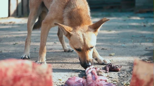 The hungry dog eats pig's insides, the dog pulls the guts of the killed pig