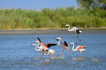 Flamingos running on water (Phoenicopterus ruber) after flying, in the Camargue is a natural region located south of Arles, France, between the Mediterranean Sea and the two arms of the Rhône delta