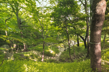 Paths in winding stone stairs in the Japanese forest full of pines, maples and cherry trees.