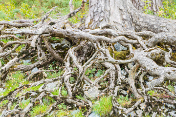 Wurzelwerk Baum Roots Tree