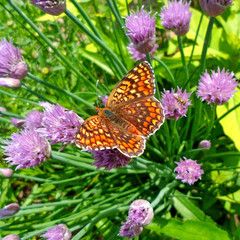 Beautiful butterfly on flowers macro
