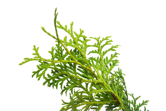 Branch of occidentalis smaragd thuja isolated on white background. Coniferous trees. Winter. Christmas. Flat lay, top view