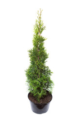 Thuja occidentalis spiralis in pot isolated on white background. Coniferous trees. Flat lay, top...