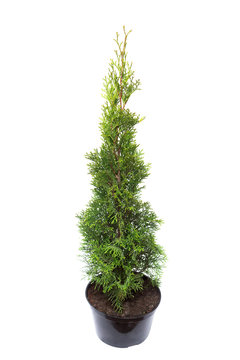 Thuja occidentalis spiralis in pot isolated on white background. Coniferous trees. Flat lay, top view