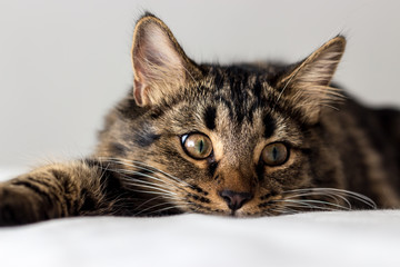 Playful Young Soft Tabby Cat Kitten