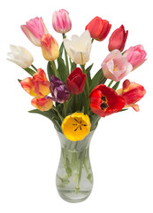 Bouquet flowers tulips in a vase isolated on white background. Botanical, concept, flora, idea. Macro, nature