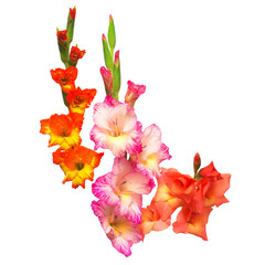 Beautiful bouquet of multicolored gladiolus flowers isolated on white background. Yellow, red, orange, green