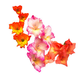 Fototapeta na wymiar Beautiful bouquet of multicolored gladiolus flowers isolated on white background. Yellow, red, orange, green