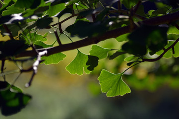Gingkobaum