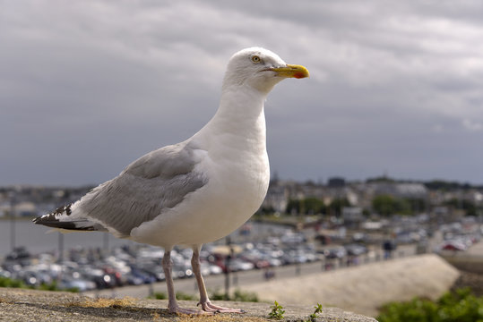 Closeup herring gull (Larus argentatus) perched on a wall with the town of Saint-Malo in the background, in Brittany in France