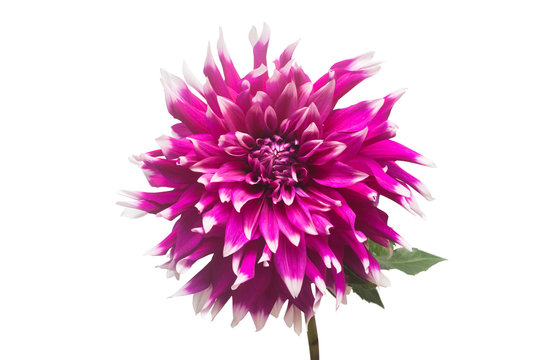 Dahlia flower in several colors macro isolated on white background. Botanical, concept, flora, idea. Flat lay, top view. Wedding, bride, love. Pink, purple