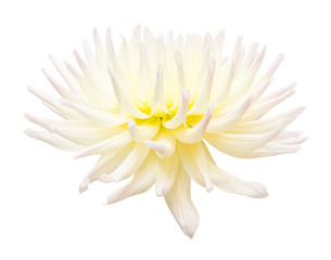 White and yellow flower dahlia isolated on white background. Flat lay, top view