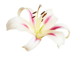 Lily flower with a bud isolated on white background. Form of a starfish. Flat lay, top view