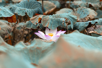 The pink lotus is surrounded by green lotus leaves.