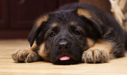 German Shepherd puppy at home